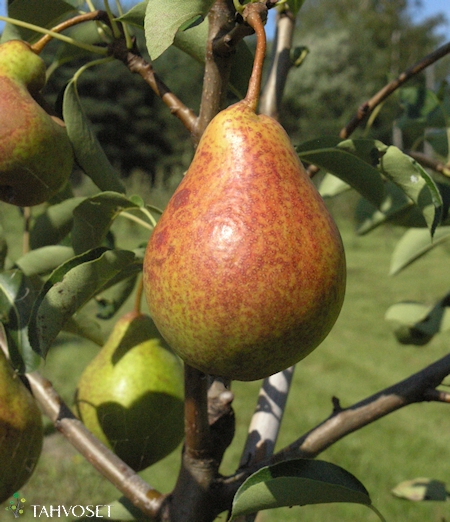 Pyrus communis 'Moskovskaja', pryn